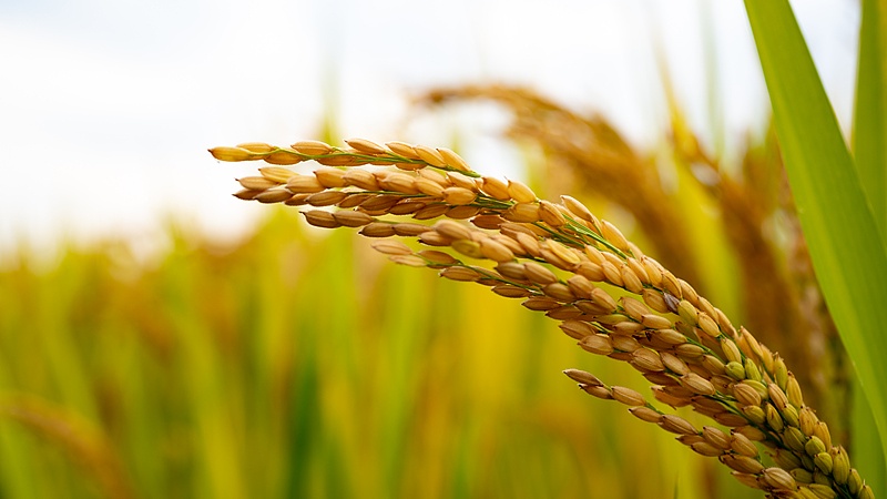 国乒梯队建设